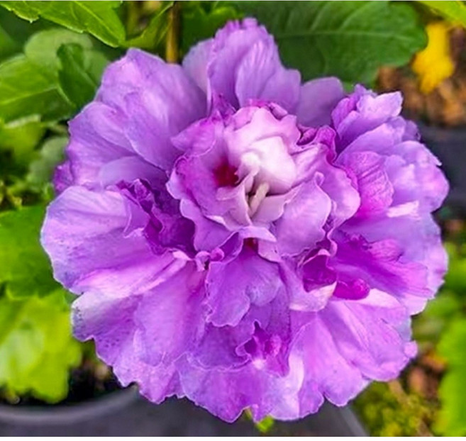 /무궁화나무 블루빙사 보라색꽃 60cm 포트묘 특묘 / 블루빙사 무궁화 나무 묘목 개화주/화려한 보라색 꽃이피는무궁화나무 품종/블루빙사/신품종 무궁화, 1개, 1