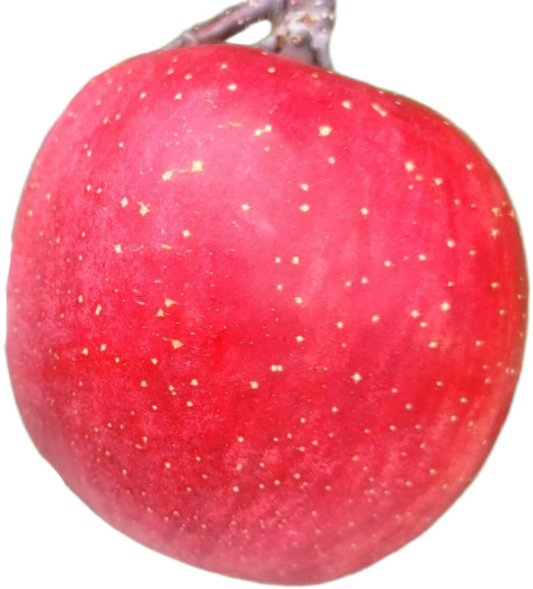 청송 사과 햇사과 부사 고당도 최상급 프리미엄 5kg 10kg, 1박스, 5kg-20~22과