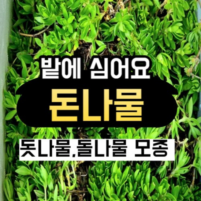 돌나물 모종 1kg 돗나물 돈나물 뿌리, 1개