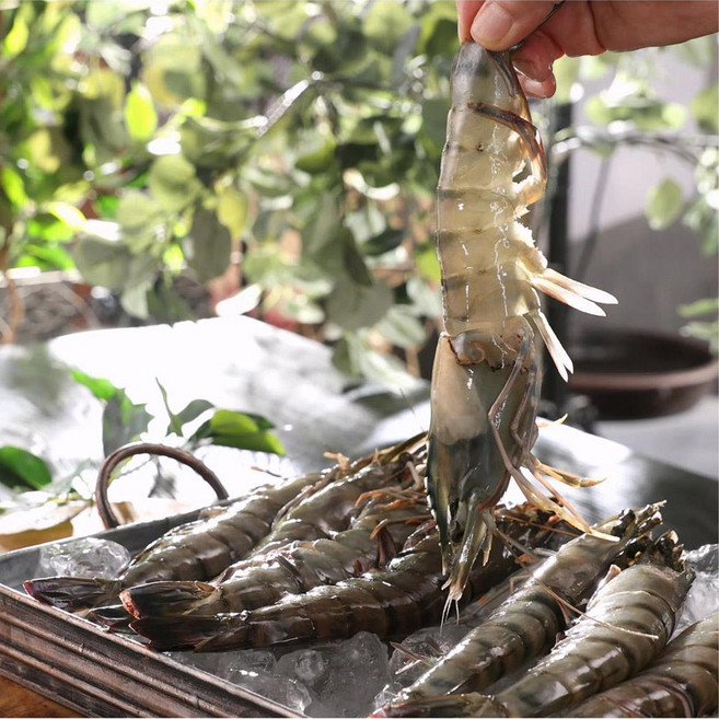 캠핑용 선물용 -45도 급속냉동 킹 블랙타이거 새우 캠핑 새우선물 왕새우 새우소금구이 새우버터구이 간장새우, 2박스, 500g ,10미