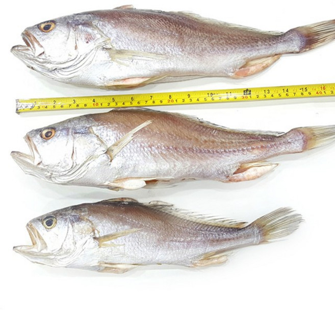 국내 반건조 생선 침조기(긴가이석태) 제수용 1마리, 왕특대 49cm 700~795g 내외, 1개