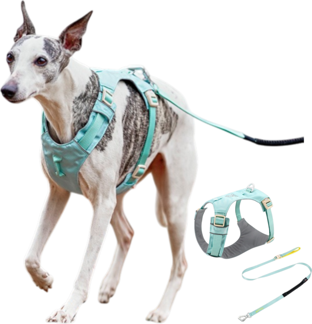 요리죠리하우스 쭈랜드 하네스 리드줄세트 소중대형견, 민트, 1개