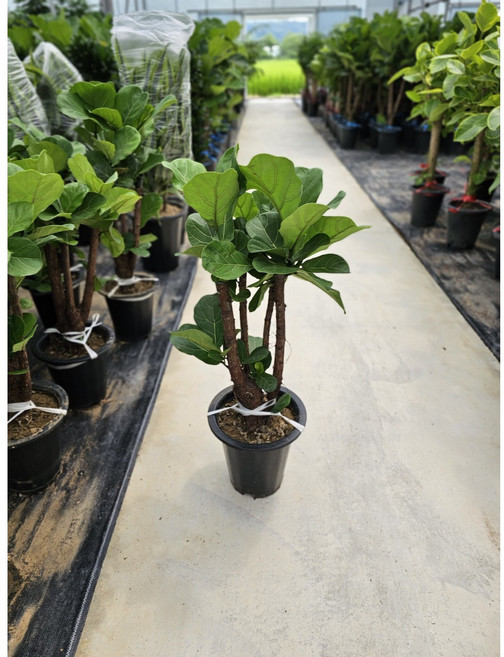 그린식물팜 떡갈고무나무 대품 반려식물 개업화분 거실화분, 1개