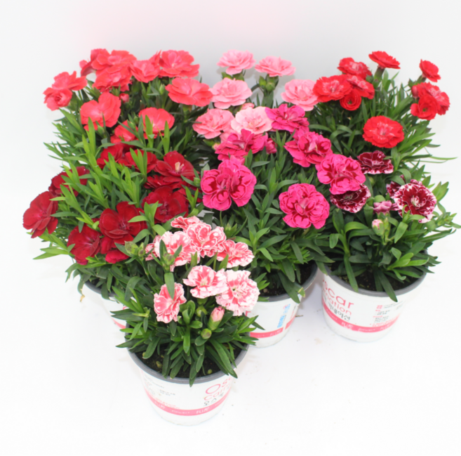 향기카네이션 생화 달달한 꽃향내음 색상 랜덤발송 어버이날 카네이션꽃, 1개