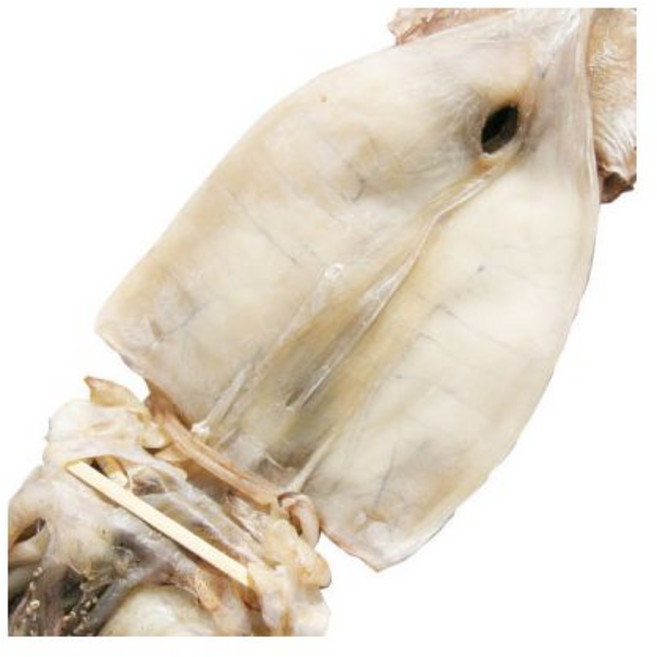 반건조 오징어 10마리1.2kg~1.3kg 동해안, 반건조 오징어 10마리1.2kg~1.3kg 동해안 반건