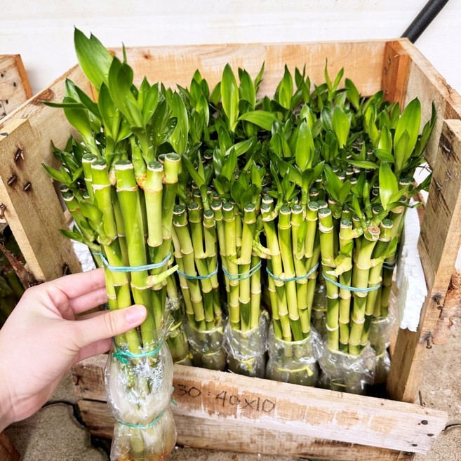 청년농부 개운죽 30cm 1+1 2개묶음 공기정화 식물 가습기식물 천연가습 수경재배, 2개