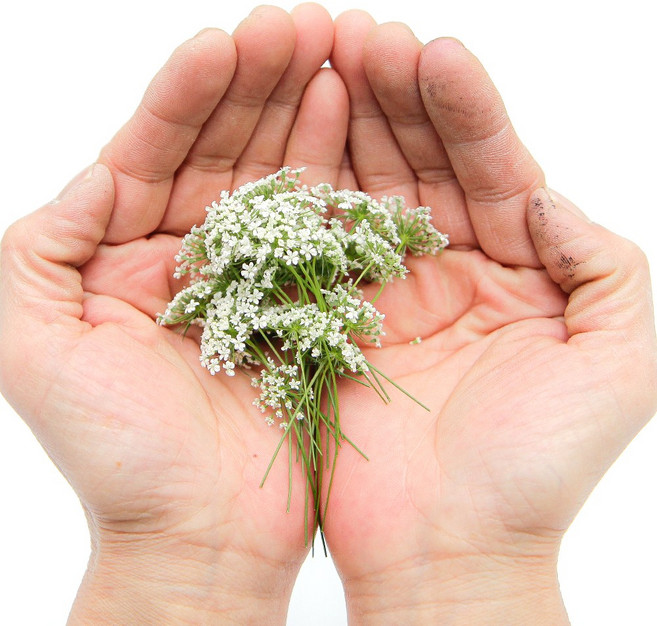 아미초 1팩 레이스플라워 가니쉬 데코용, 아미초 1팩(17-20줄기)