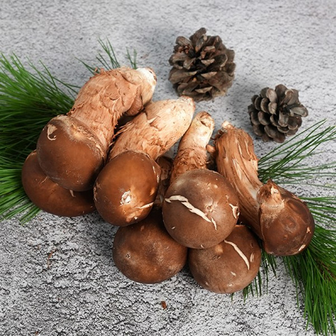 곡성 무농약 참송이버섯 가정용 선물세트, 1박스, 500g(상품)