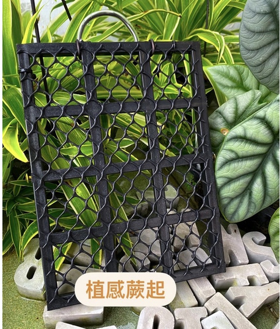 【植感蕨起】植床板 鹿角蕨上板神器, 1個