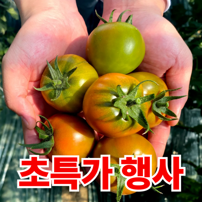 [특가할인] 단짠단짠 부산 대저토마토 짭짤이, 1개, 2.5kg