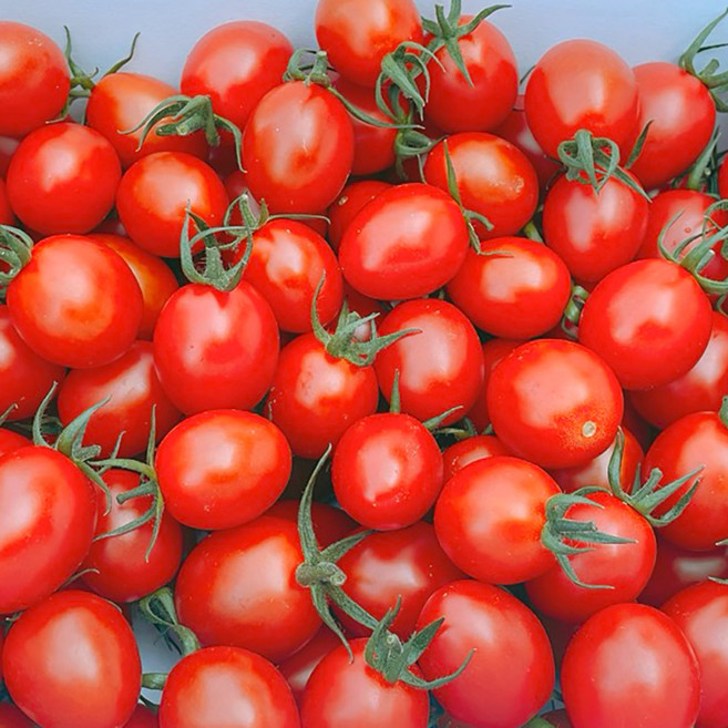 [미식한가] 산지직송 당도높은 스테비아 방울토마토, 1개, 1kg
