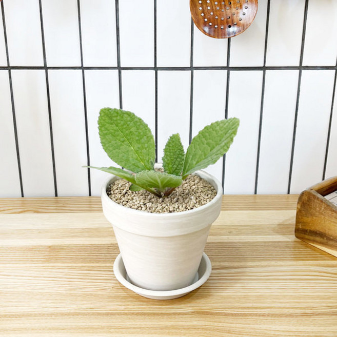 1+1 보리지 키친허브 화분 세트 로즈마리 딜 바질 베란다 텃밭 허브 키우기, H31.보리지, H37.레몬유칼립투스