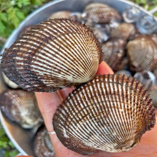 국내산 활 피꼬막 3kg 피조개 40-50미 내외, 1