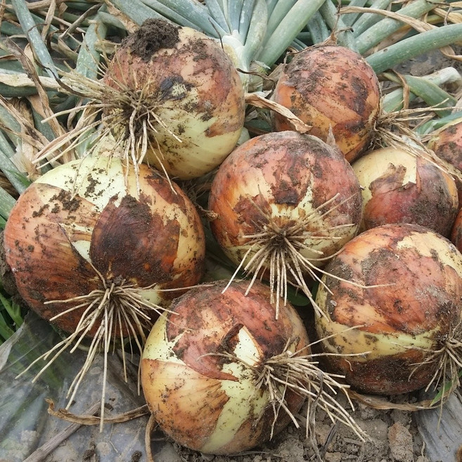 [엄지척농산물] 신선한 국내산 햇 양파, 1개, 양파 3kg / 중