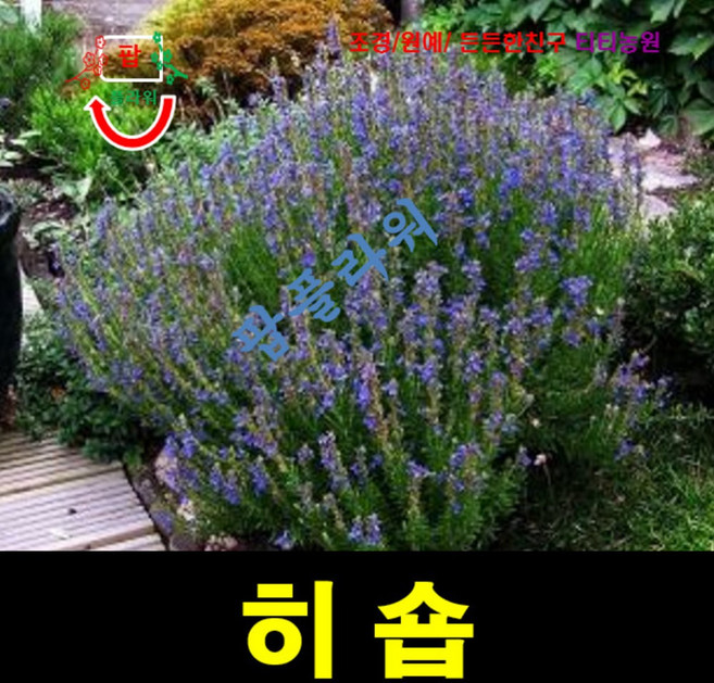 (씨앗나라) 향이 강한 허브 히숍 씨앗 25립, 1개