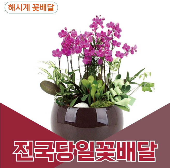 해시계꽃배달 만천홍 서양란 개업축하화분 승진화분 전국꽃배달 꽃배달서비스, 받는사람/배송일시/리본문구를 배송메세지에 입력해주세요, 1개