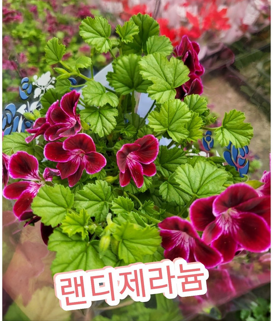 랜디제라늄, 1개