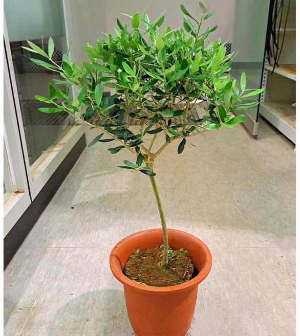 [이삽저삽] 올리브나무화분(키70-80cm내외/6치화분) 지중해식물 물푸레나무 토피어리 / 올리브열매 식용.약용식물 요리재료로 사용 /실내인테리어용 관상용, 1개