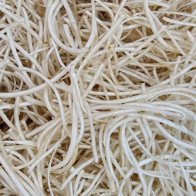 [미들찬] 국산 우엉채 우엉실채 1kg 500g, 우엉(채)  500g, 1개