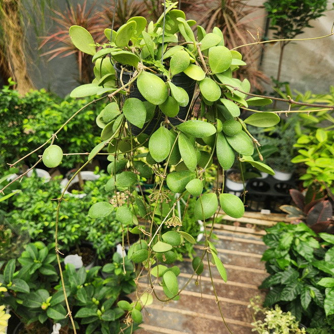 호야 파릴림바 수입걸이239 실내가드닝 희귀호야 꽃비종합원예, 1개, 사진참조