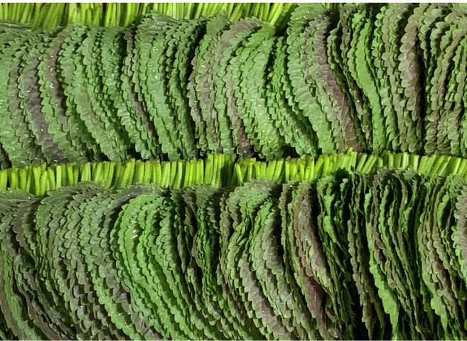 [GAP인증]열음농장 밀양깻잎 당일수확 당일출하 농장직송, 1kg, 1개