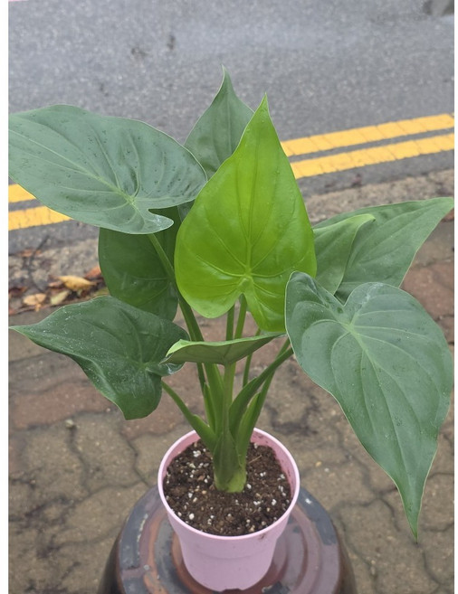 에이피팩토리 하트알로카시아 반려식물 하트잎 알로, 1개