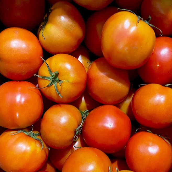 [산지마켓]완숙 토마토 3kg 5kg 쥬스용 못난이, 1개