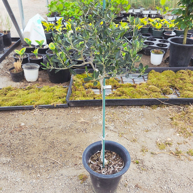 [풀멍상점] 올리브나무 (20cm 포트)/노지월동 야생 조경수 꽃 선별발송 분채배송/ 방수라벨 이름표포함, 1개, 그린