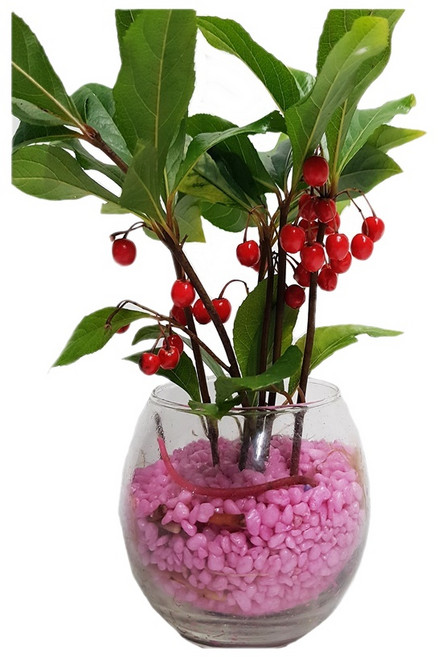 트리앤 단지 천냥금 유리병 수경식물 공기정화식물 칼라스톤 미세먼지제거식물, 02 단지 천냥금(핑크), 1개