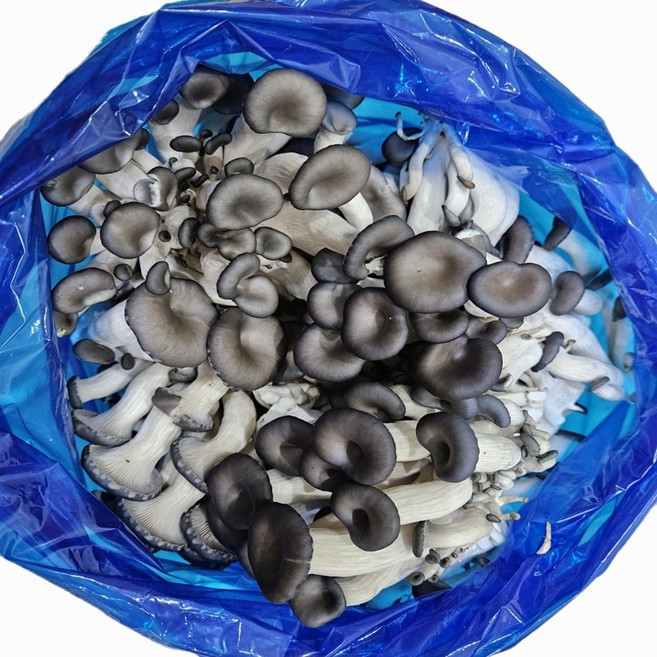 도담농산 느타리버섯 2kg 당일수확 당일발송, 2개, 느타리버섯2kg