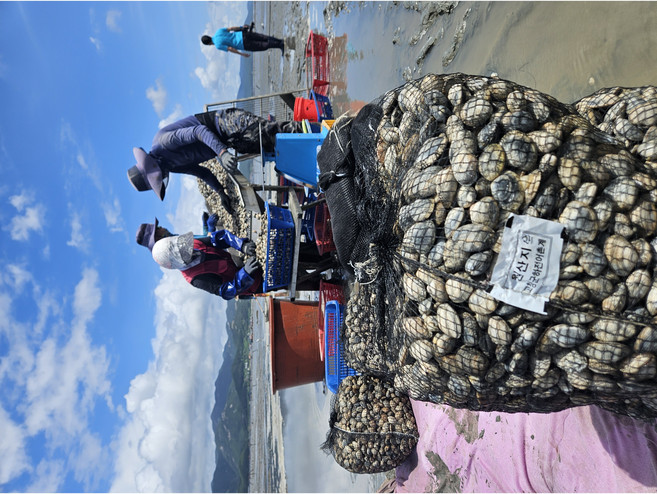 서해안 고창 갯벌 해감바지락, 1개, 바지락 10kg