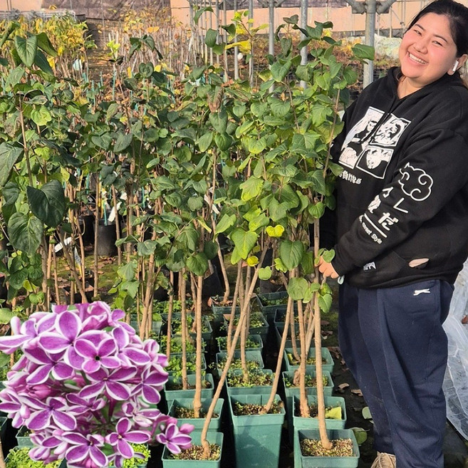 라일락나무 센세이션 5년스탠다드 상묘 접목 묘목 포트 꽃나무 정원수, 라일락나무 센세이션 5년스탠다드 중묘