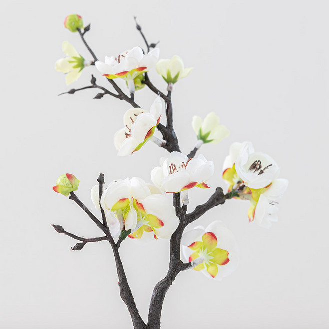 봄조화 매화, 3개, 36화이트