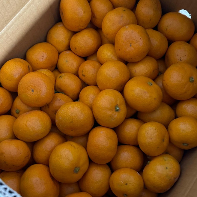 [베셀코] 제주 타이벡 감귤 13브릭스 이상 2S-M, 1박스, 5kg