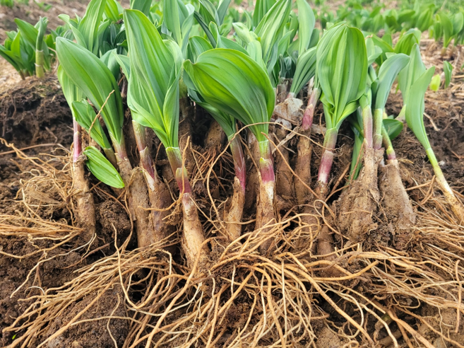 강원도 고랭지 산마늘 모종 10년생 100촉 울릉도종 명이나물 모종, 100개