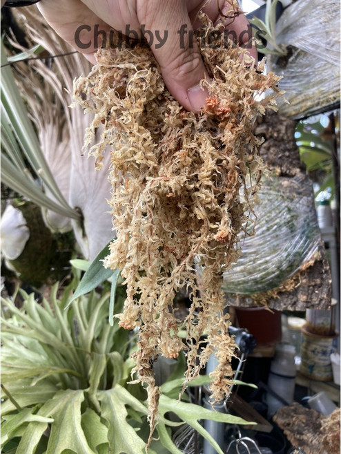 【肉肉朋友】 智利水苔 智利水草 Sphagnum moss 鹿角蕨上板 蝴蝶蘭介質, 1個
