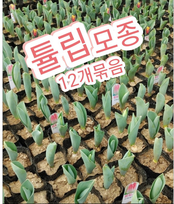 튤립모종 1판(12개)/유럽튤립 대방출~~, 1개