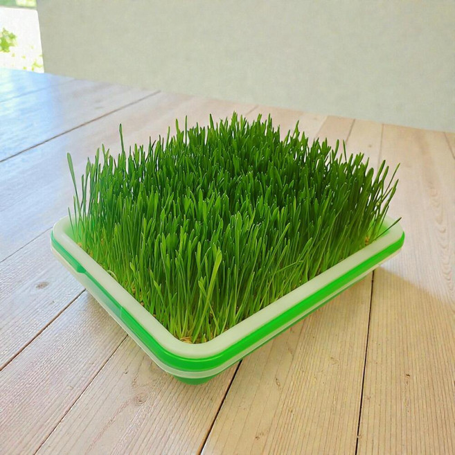고양이 캣그라스 키우기 캣닢 씨앗 귀리 캣글라스 수경재배 캣잎, 300g, 1세트, 02수경재배-귀리