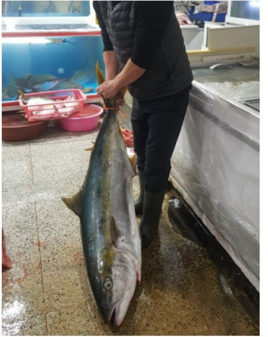 제주도 수협어시장 자연산 제주 대방어 방어회 택배, 1개, 6kg내외 반마리