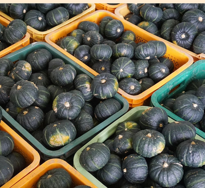 제주 미니밤호박 (로얄과) 3kg, 1개, 단일