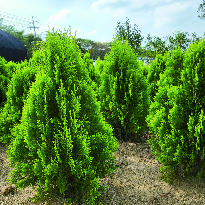 측백나무 황금측백 에메랄드그린 묘목 울타리나무 산소에심는나무 분묘 포트묘