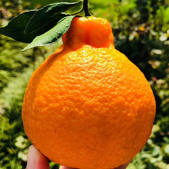 [최저가도전]초특가 과즙폭발 못난이 한라봉, 1박스, 10kg