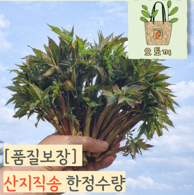 [오토끼마켓] 26년 한정수량 산지직송 강원도 눈개승마 삼나물, 500g, 1개