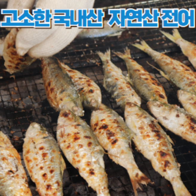 국내산 자연산 활 전어 생물 가을전어 떡전어 구이용, 1개, 1kg