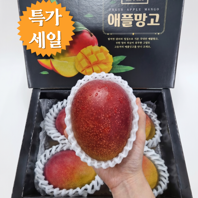 신라호텔에 납품하는 초고당도 애플망고 특가판매 100%제주산 20brix, 1박스, 중대과3kg 7-8개입 선물용