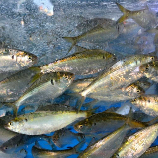 동해안 자연산 전어 구이 1kg 4-5미 대사이즈, 1개, 1kg 내외(4-5미)