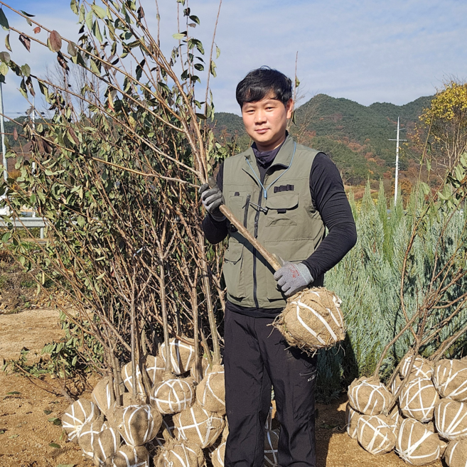 푸른묘목농원 자두나무 추희자두 3년생 중묘, 1개