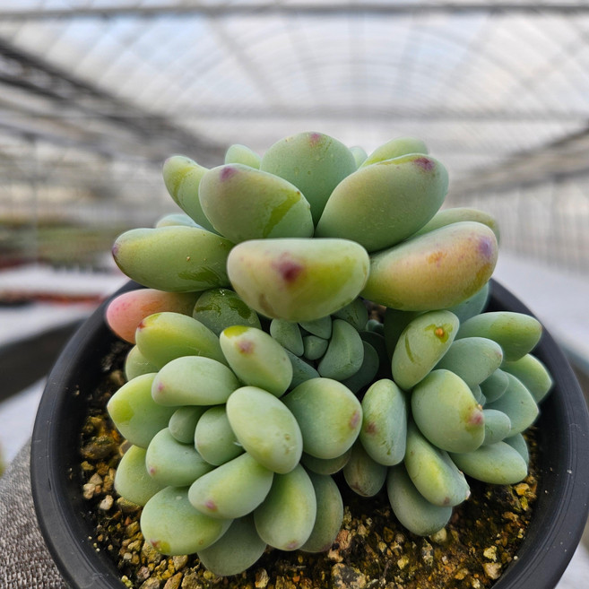 [신화다육] 2천원행복 다육식물 라울 공기정화+인테리어+초보자도 부담없이, 1개