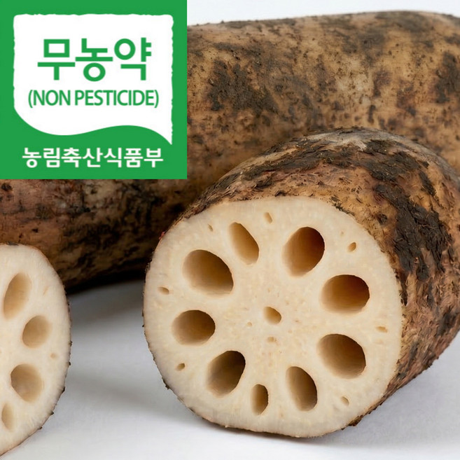 [오늘특가] 국산 연근 무농약 흙연근, 1박스, 오늘특가_실속 1kg