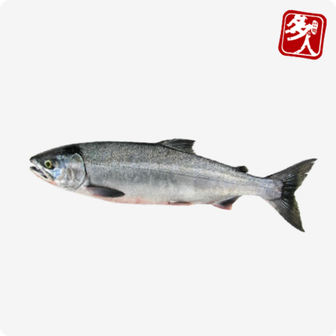 다인 노르웨이 생연어 원물 6~7kg 한마리 통 연어회 코스트코생연어, 1개, 6.5kg